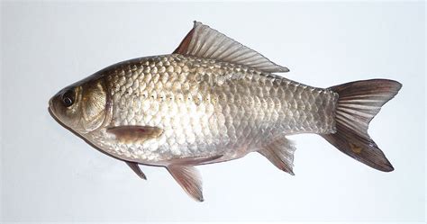 歐洲鯉的品種 五行命盤
